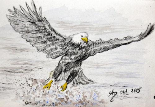 USA, Weißkopfseeadler, Oktober 2005, Aquarell- Grafitstift 13x20